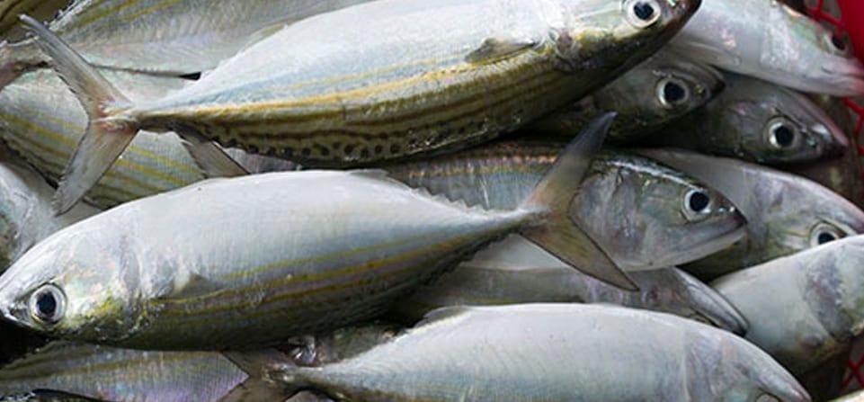 Something fishy about latest door-to-door sales scam