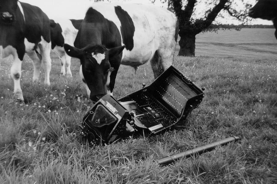 CRASH: Cows find debris from the planes that collided in the skies above Woodborough in 1966