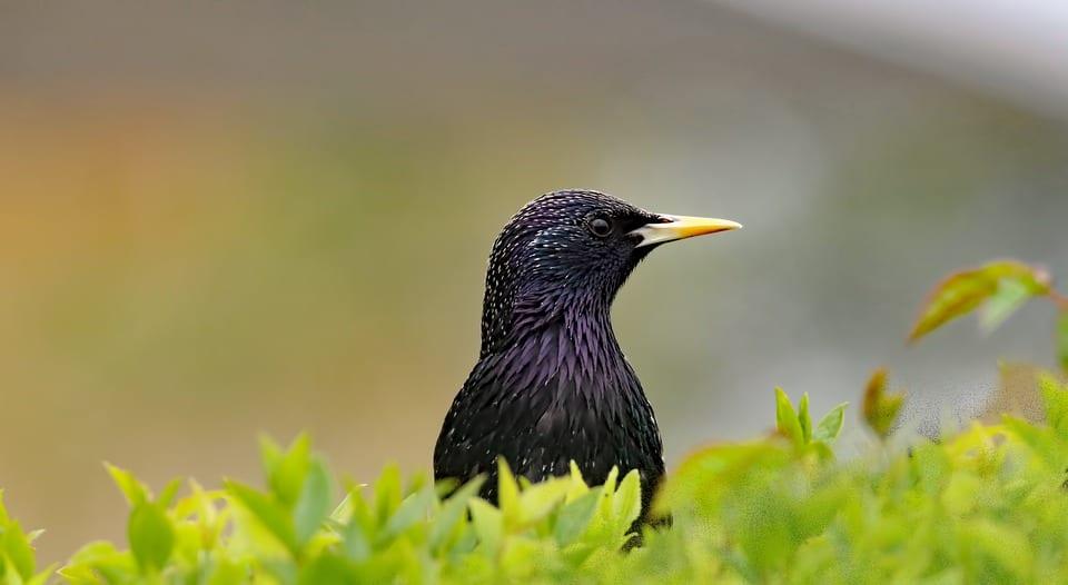 STarling