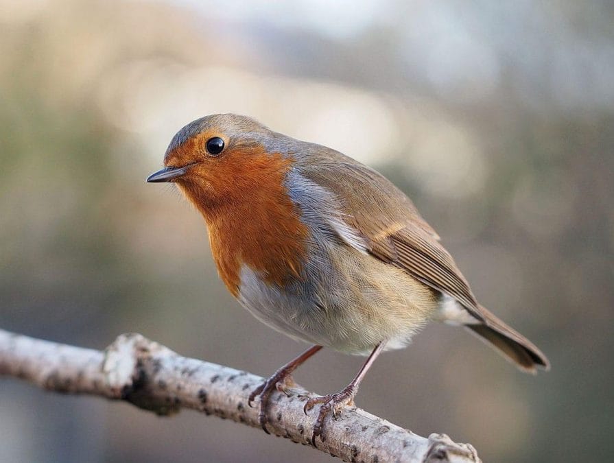 Join in with the Big Garden Birdwatch event at Gedling Country Park