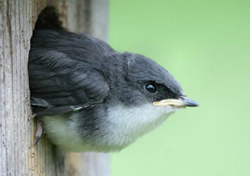 Family bird box building events to take place across borough this half-term