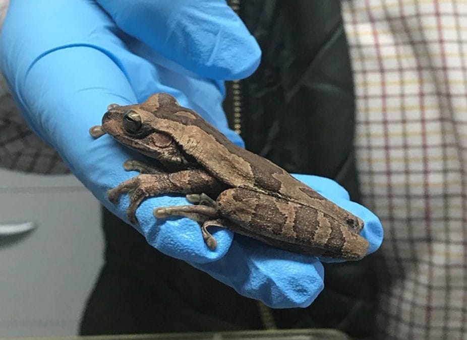 Meet Lloyd the tree frog who was discovered 5,000 miles from home in a Netherfield supermarket
