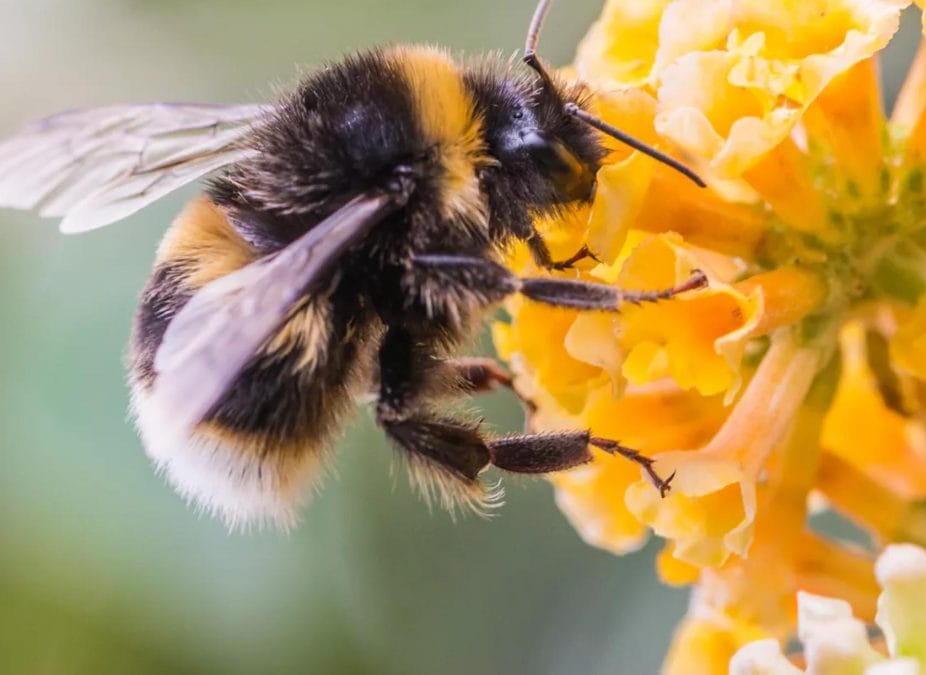 Bee-friendly road verges planned across Gedling borough