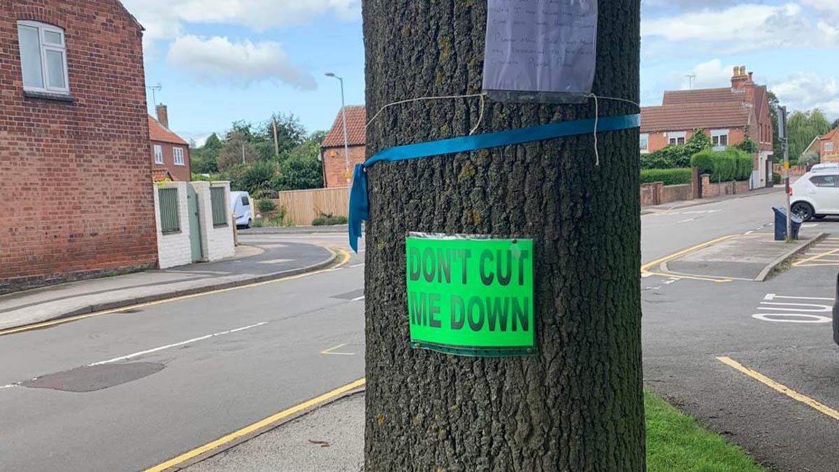 Old tree spared the axe as revised crossing plans for Calverton get green light