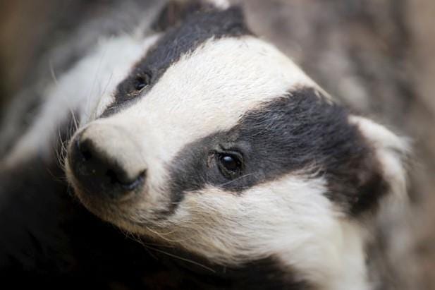 Badger