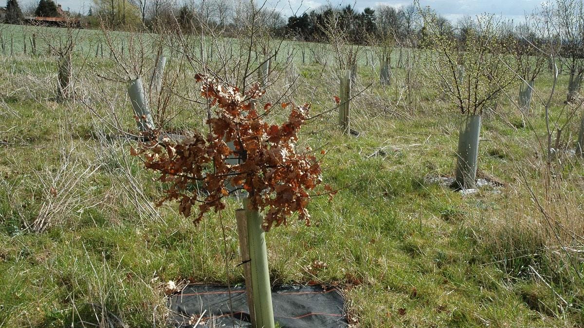 Gedling Access Road: 3,300 trees to be planted next to new bypass
