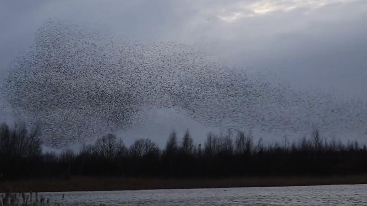 Mesmerising video shows murmuration of starlings swooping and twisting over nature reserve in Netherfield