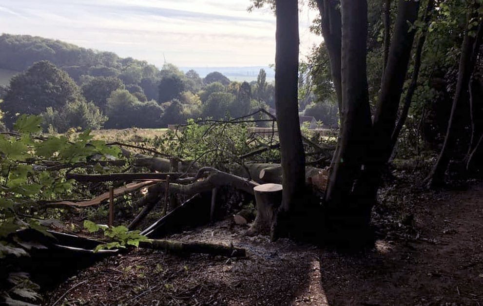 Friends of Gedling House Woods explain why large number of trees have been felled for Gedling Access Road works