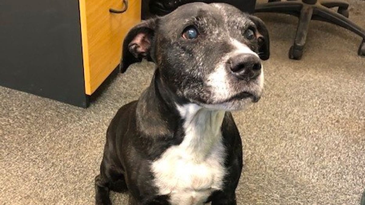 Police rescue dog found wandering on main road in Arnold