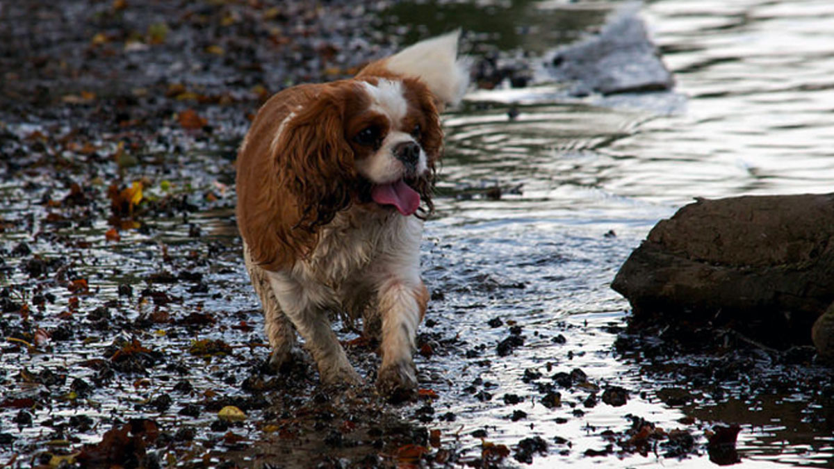 Alabama rot: Vets issue warning to borough dog owners over deadly disease