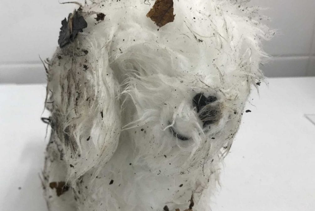RSPCA appeals for information after decomposed body of dead puppy found in Arnold