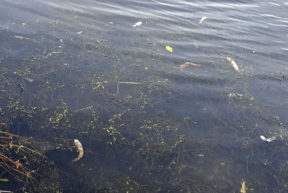 Concern over dead fish found floating in Colwick Country Park lake