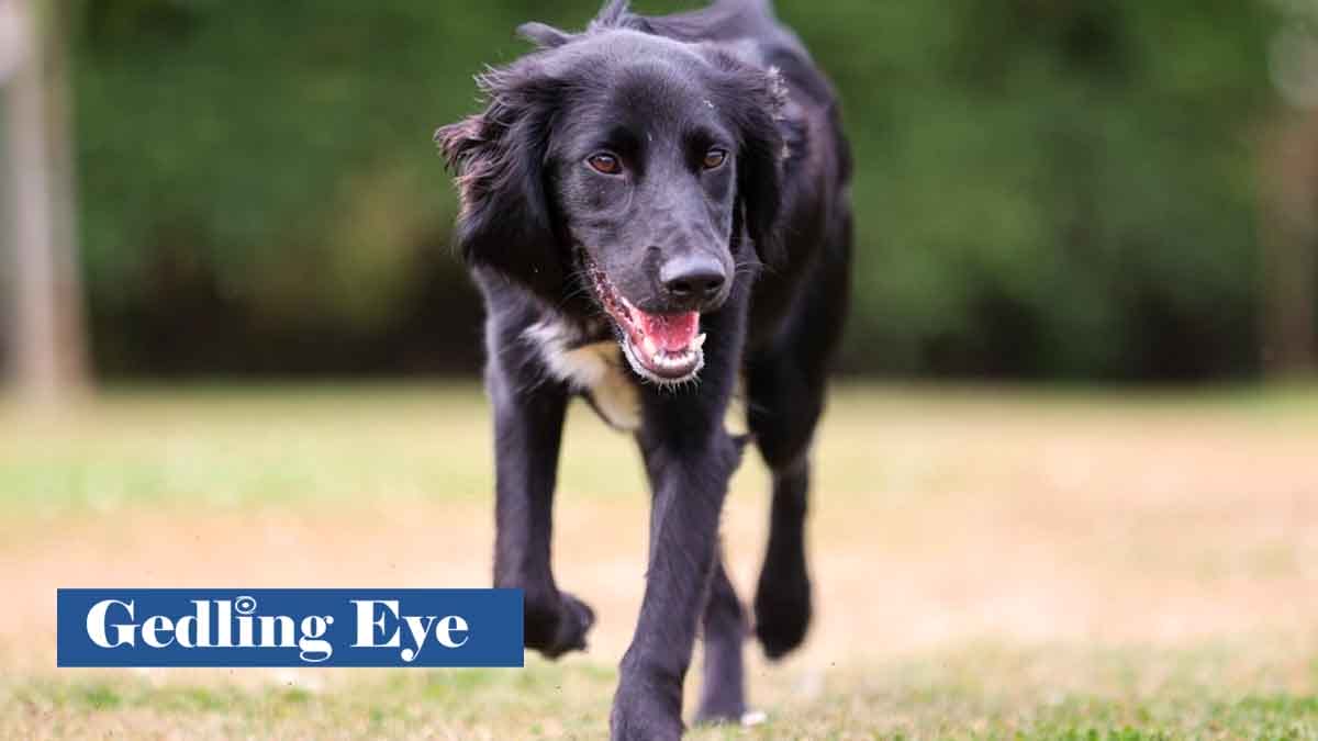 VIDEO: Dog found abandoned in Carlton enjoys new lease of life with ...