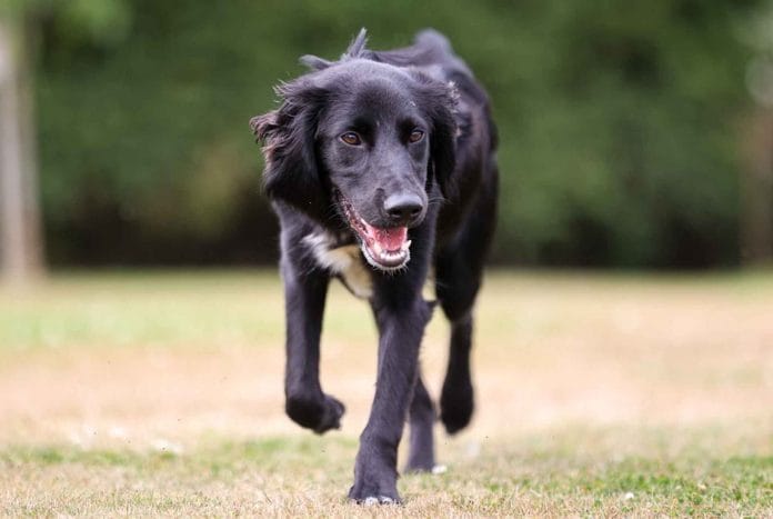 Abandoned dog now with Nottinghamshire police