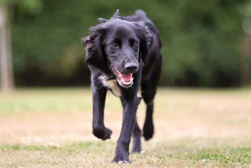 VIDEO: Dog found abandoned in Carlton enjoys new lease of life with police