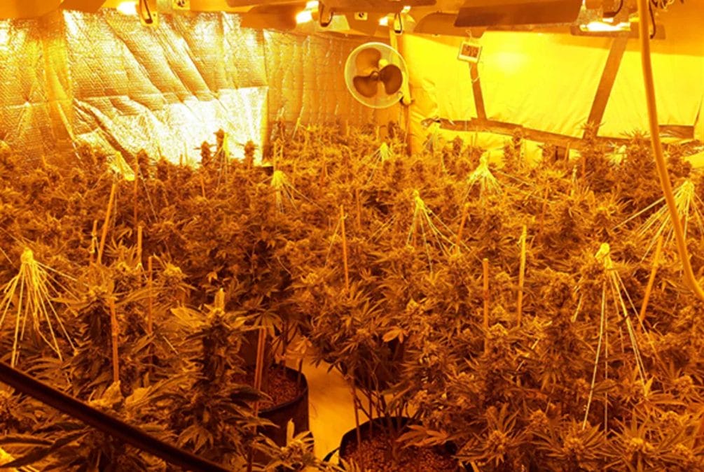 Man arrested after police discover 200 cannabis plants at Mapperley property