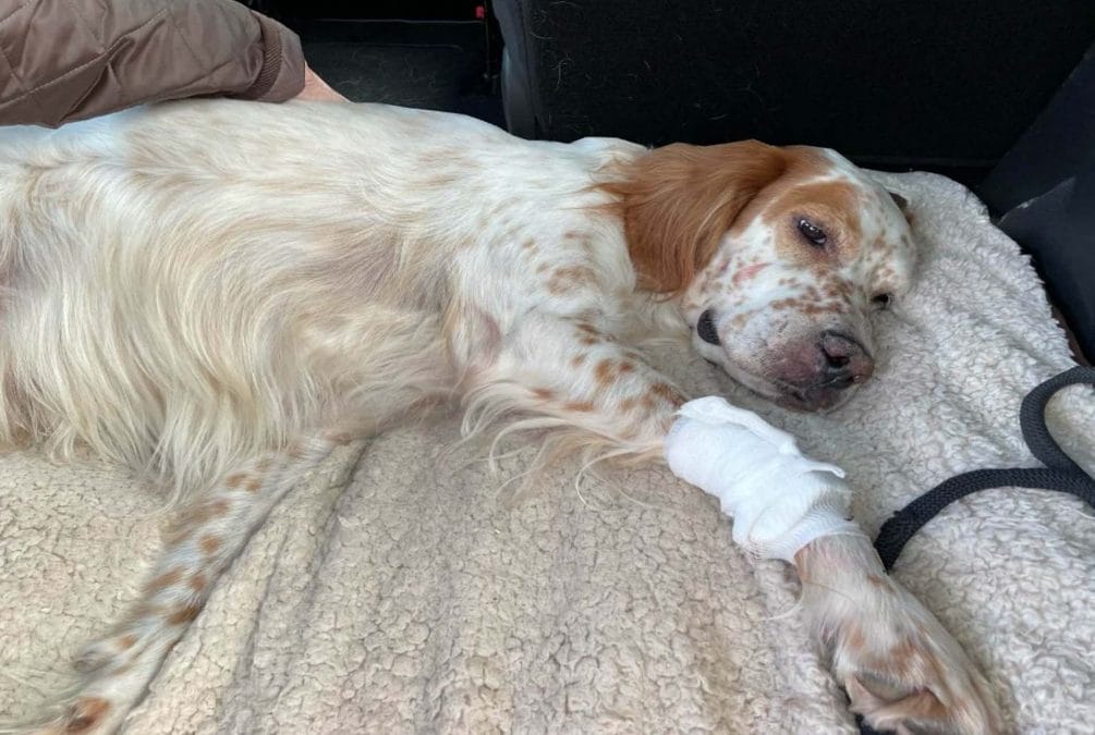 Carlton fire crew comes to the rescue of dog with paw stuck in seat mechanism