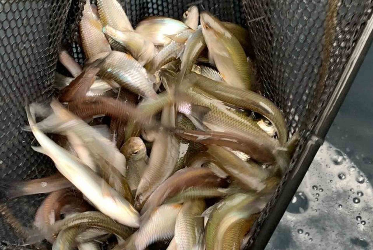 Fish from Calverton fish farm in Devon