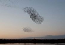 starling-murmuration-Netherfield-Lagoons