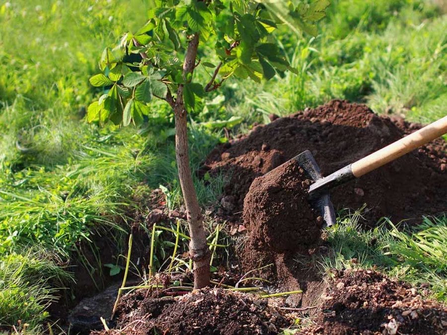 Tree Planting
