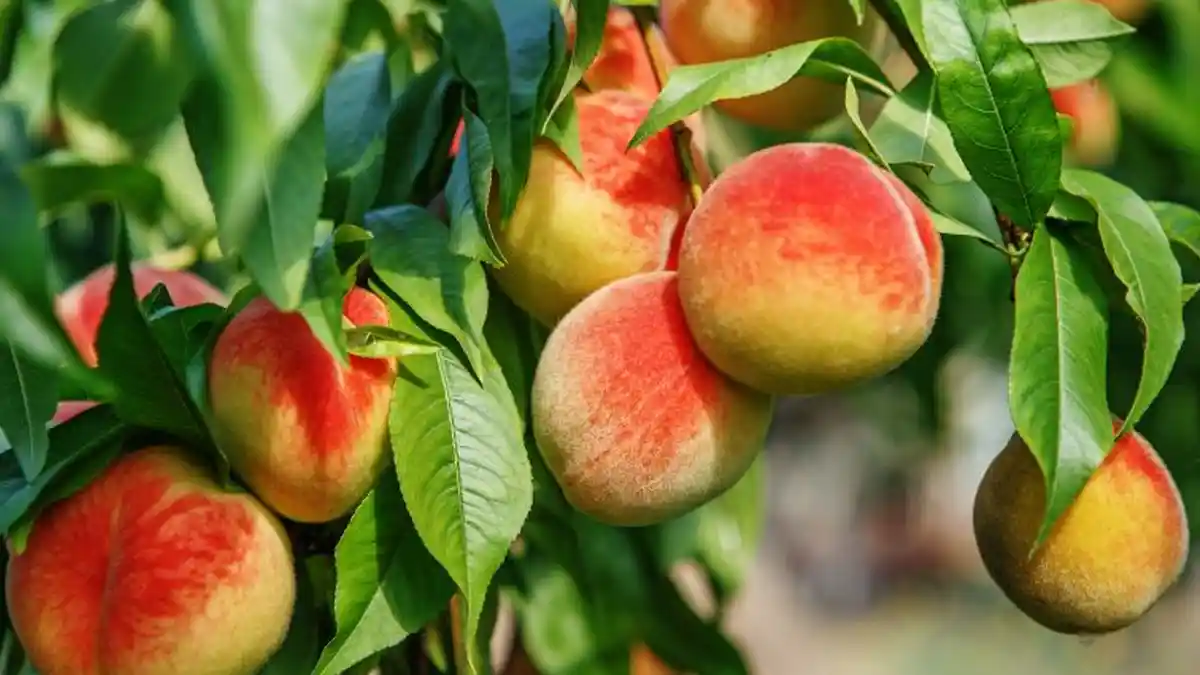 Gedling borough schools are being offered free fruit trees to create orchards