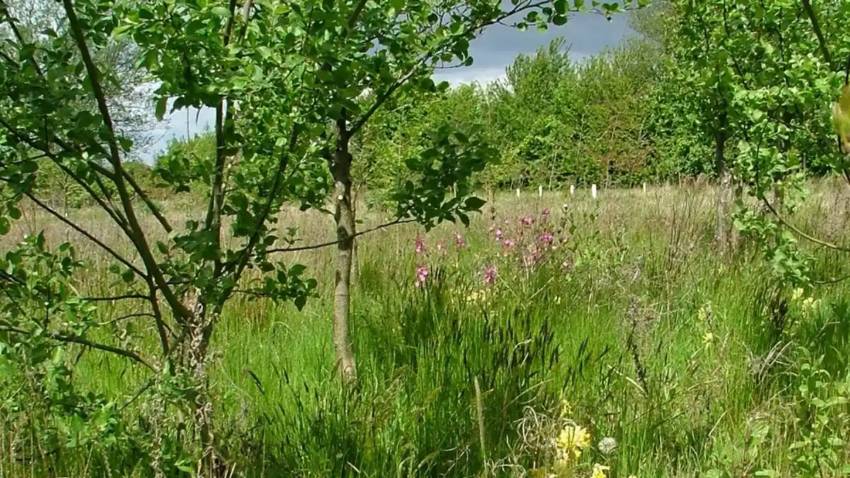 Community woodland