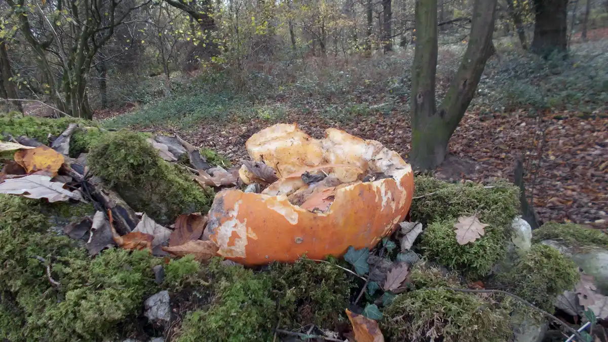 Pumpkin woodland