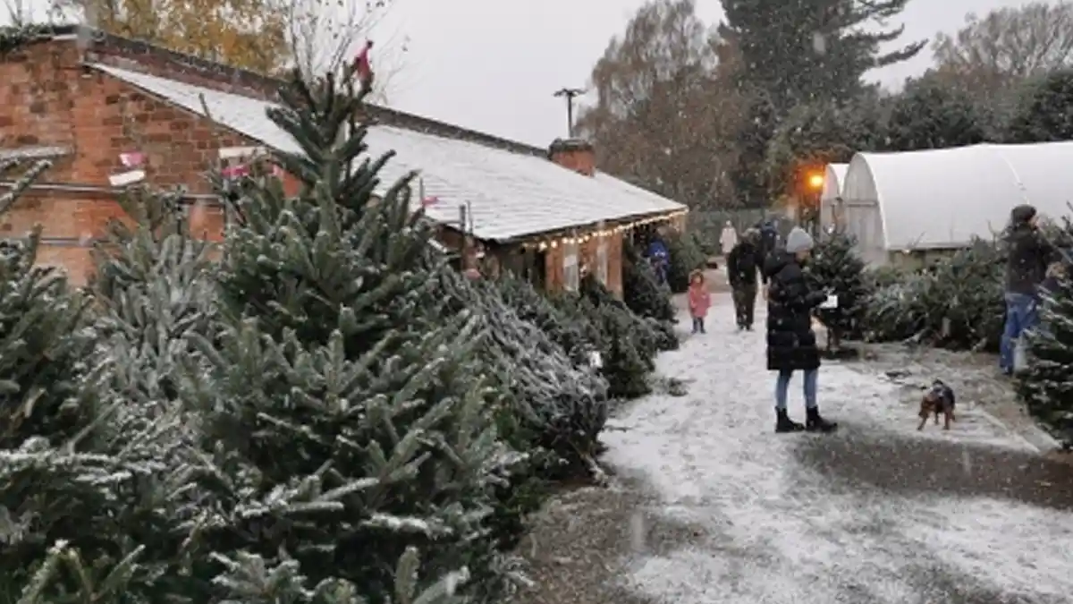 Christmas event at Woodthorpe Park planned with 1,800 trees for sale