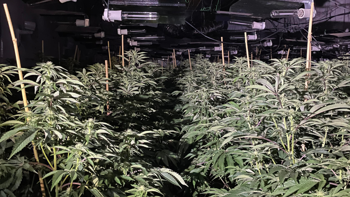 Cannabis farm with ‘dodgy electrics’ and more than 1,000 plants found in Daybrook