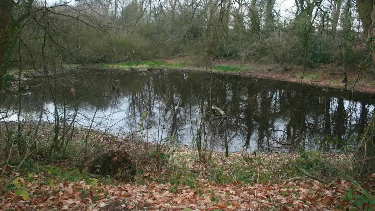 Tree works planned at Papplewick wildlife site