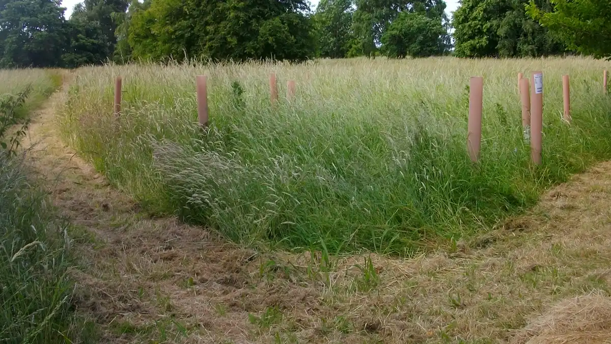 Wildlife area in Calverton reopens after vandal attack on newly-planted trees