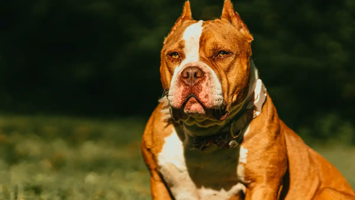 XL bully owners in Gedling borough have just TWO WEEKS to ensure dog is legal