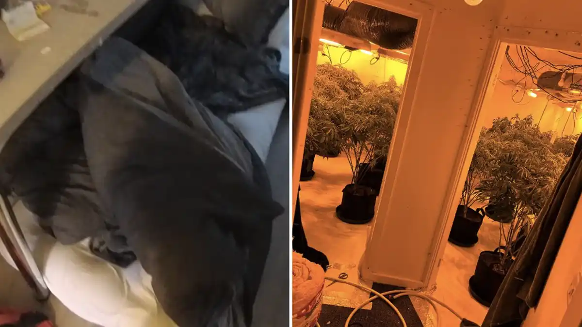 Police raid reveals poor living conditions inside cannabis house in Carlton