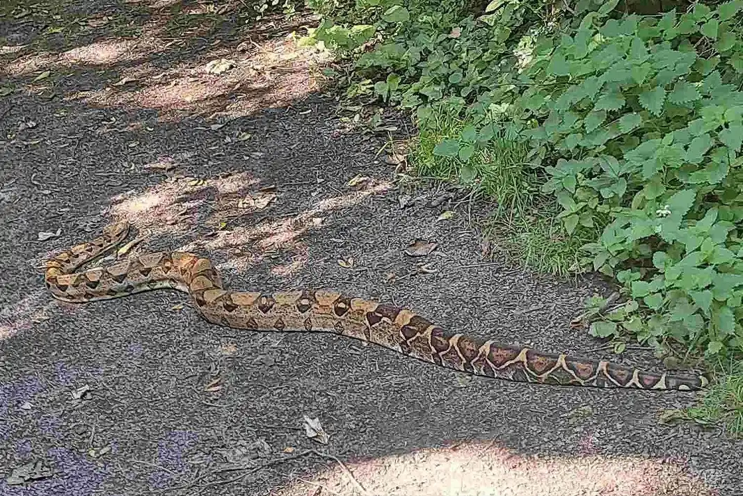 Police save ‘slippery customer’ boa imperator spotted in Colwick Country Park