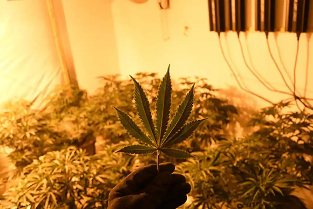 Police uncover extensive cannabis grow inside Gedling house
